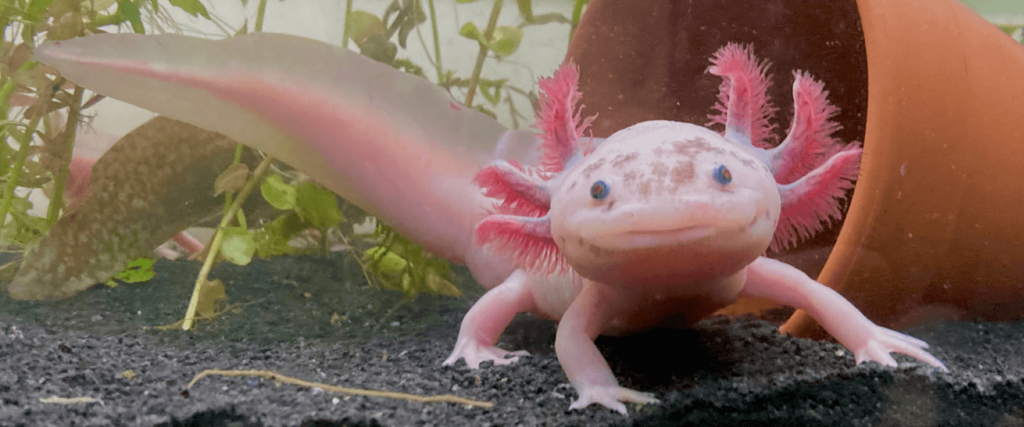 Axolotl Life Expectancy