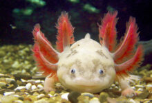 Axolotl Life Expectancy