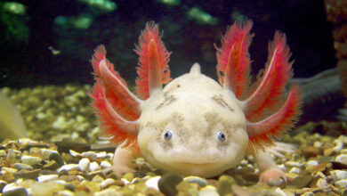 Axolotl Life Expectancy