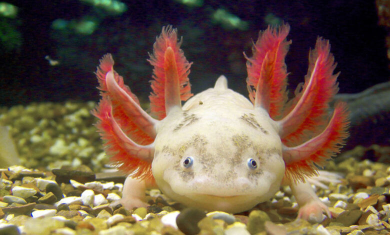 Axolotl Life Expectancy