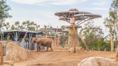 San Diego Zoo vs Safari Park